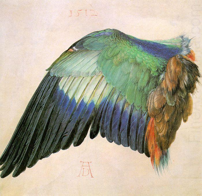 Wing of a Roller, Albrecht Durer